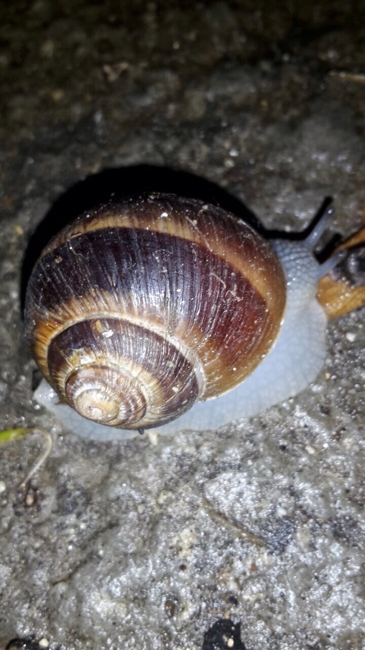 I bogoni (lumache) …… storia di una&nbsp;ricetta