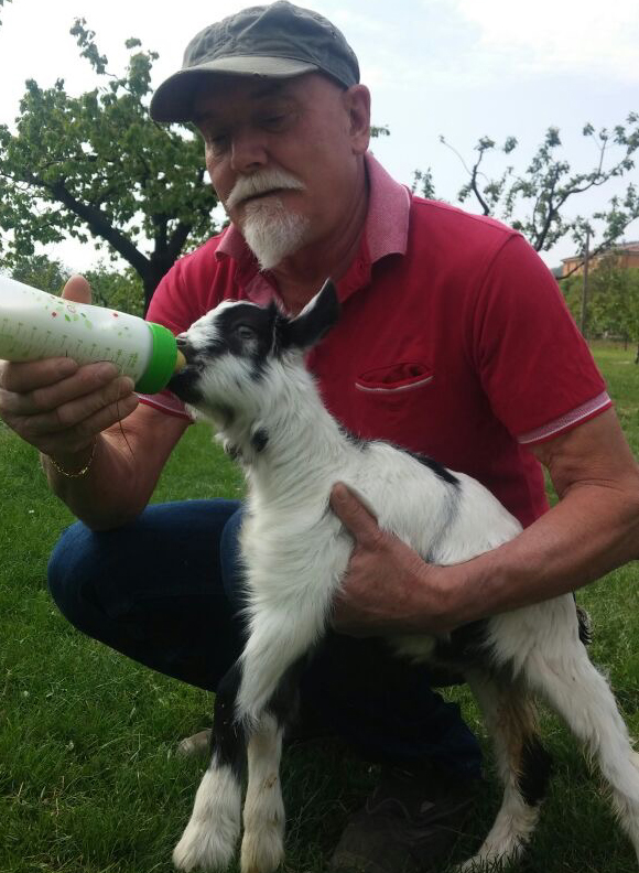 Il significato di accoglienza ………..Fragolina la&nbsp;capretta