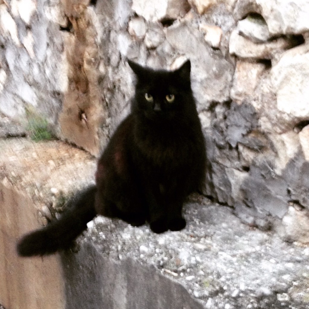 La famiglia pelosa del Pikaciccio …..la&nbsp;Nana