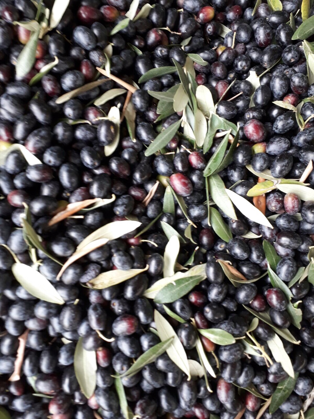 E’ tempo di oliva ….. e tutti insieme la raccogliamo 