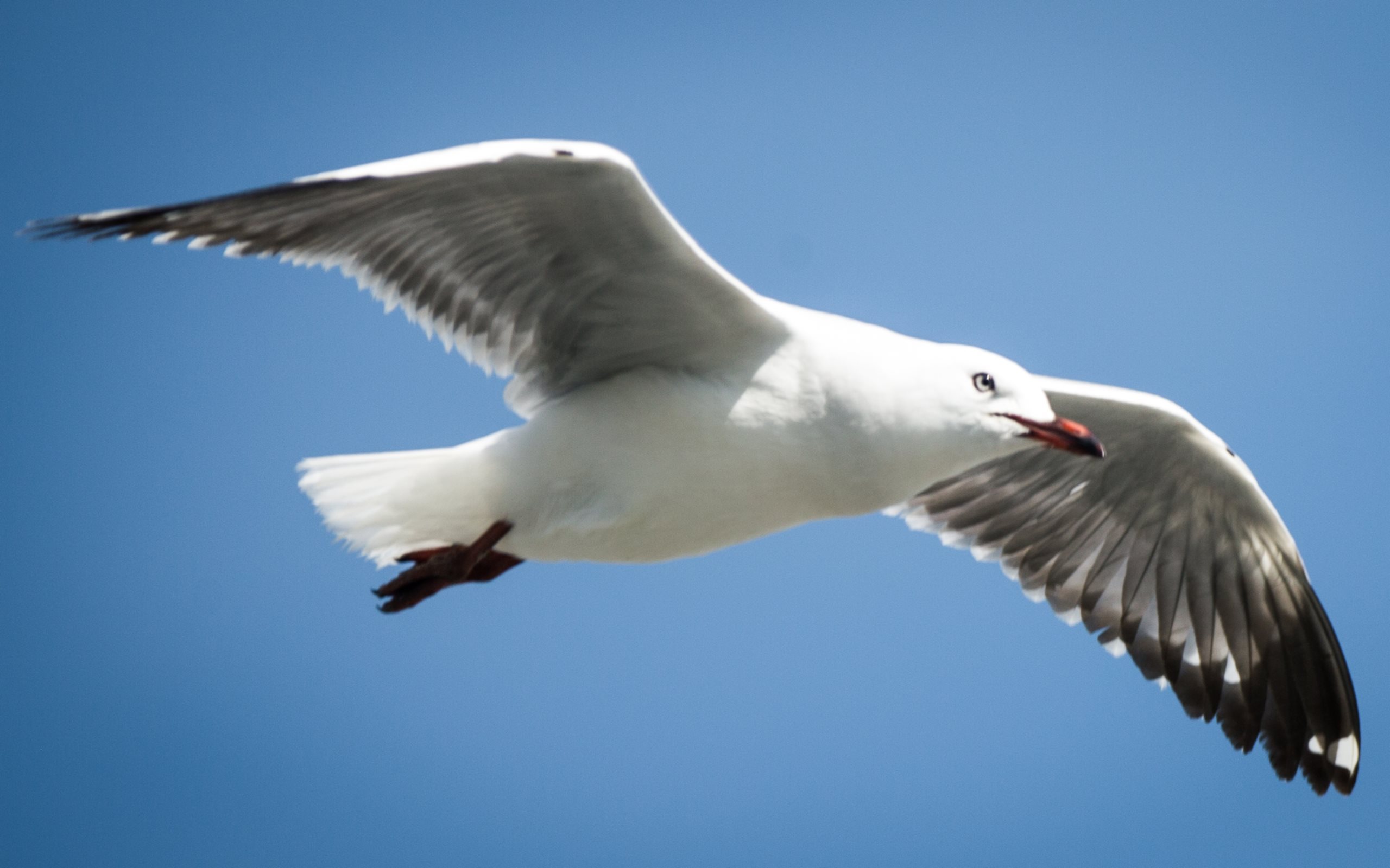 Seagulls-in-Foxton-Beach