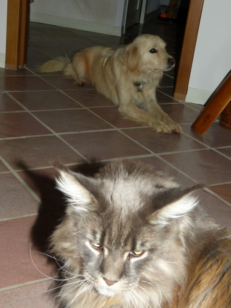 pikaciccio (3) (Medium)