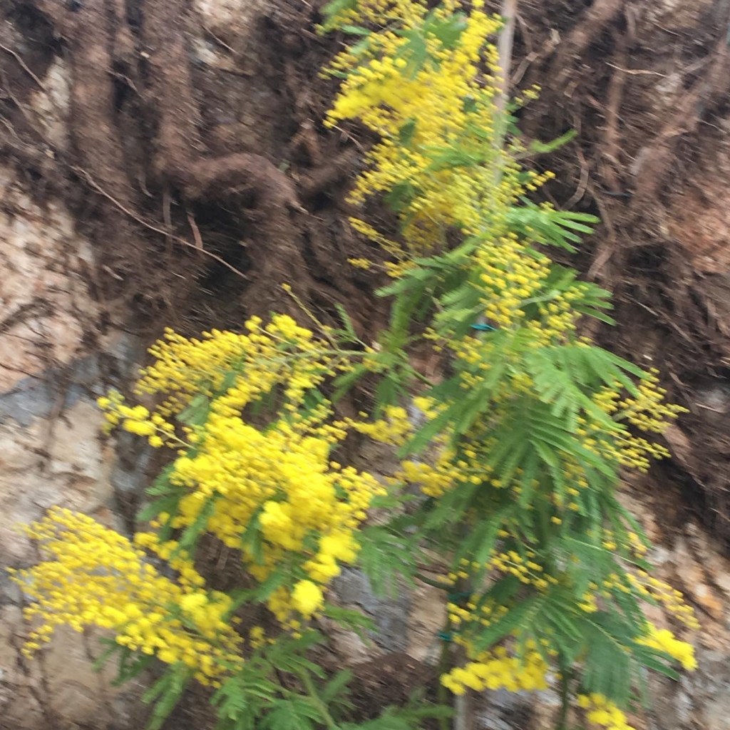 Noi stiamo a casa … Cosa fa il Pikaciccio fra 4 mura