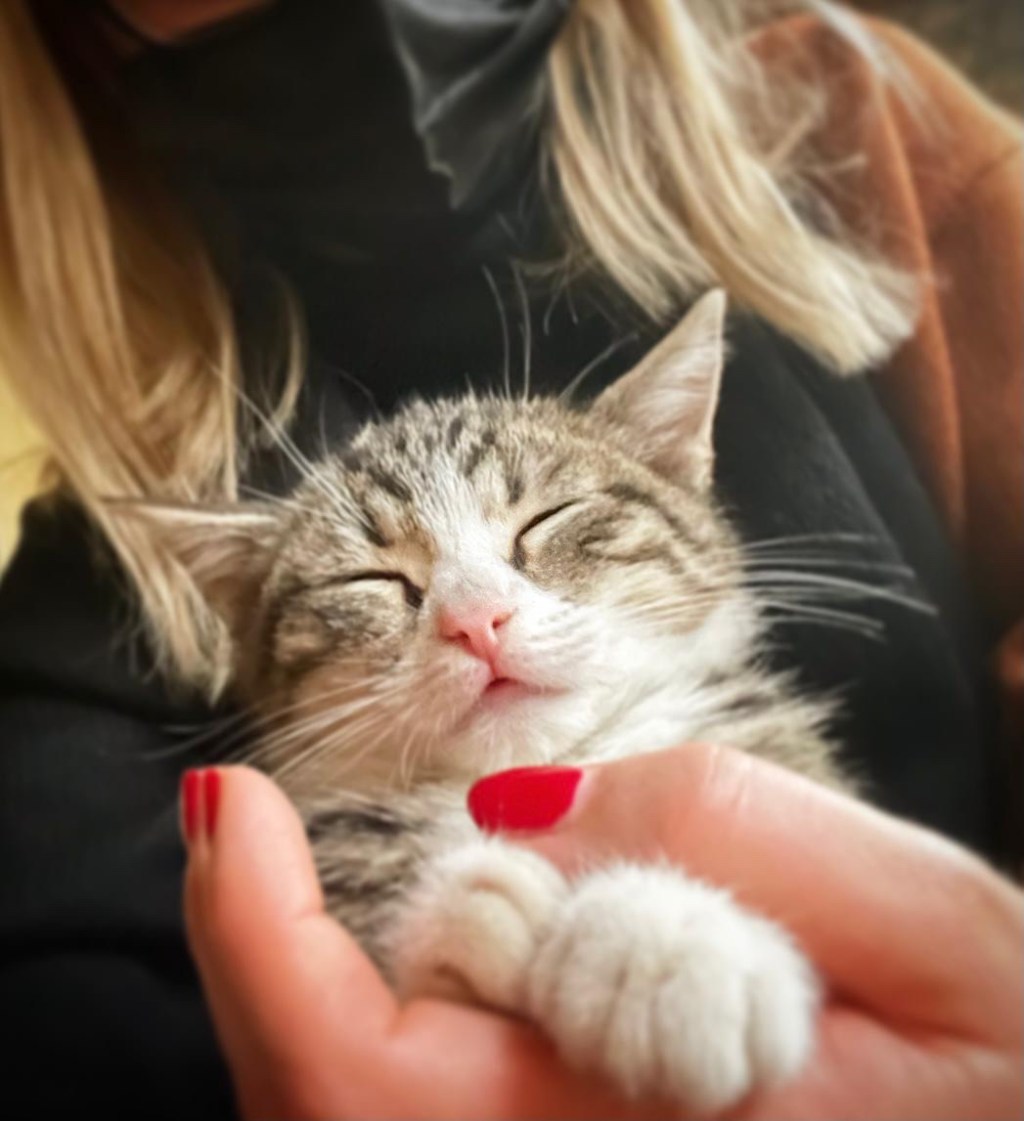 E’ arrivato Portos … per gli amici “&nbsp;gatto”