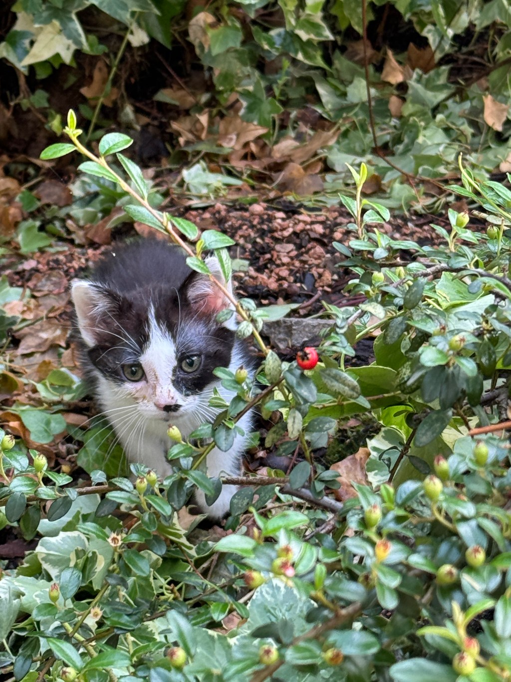 Benvenuto Pikagato ❤️