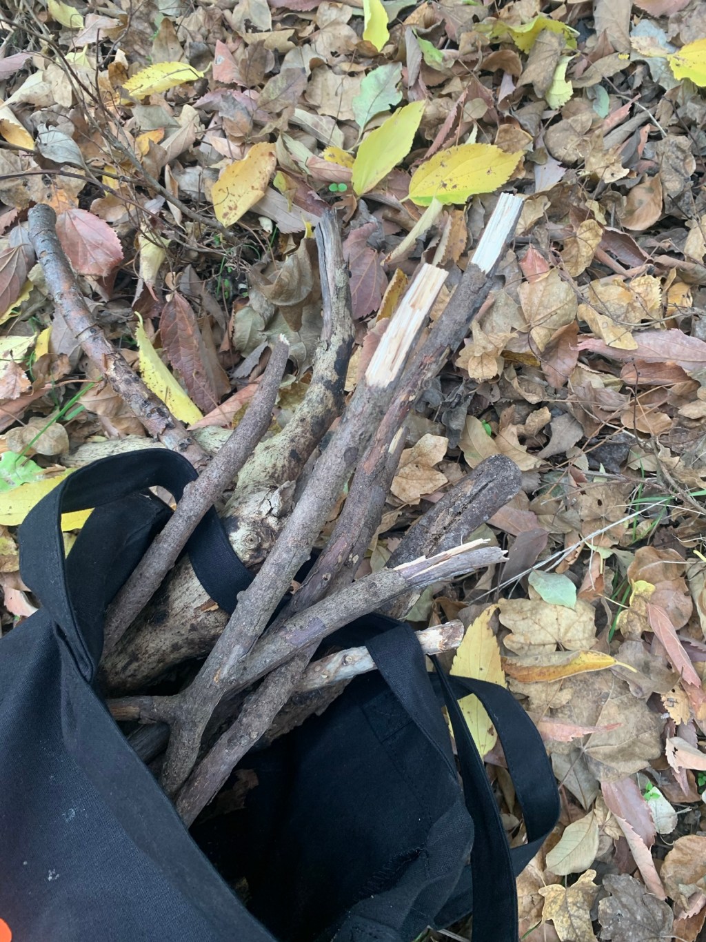 Ma voi ? Siete mai andati a raccogliere le&nbsp;legna